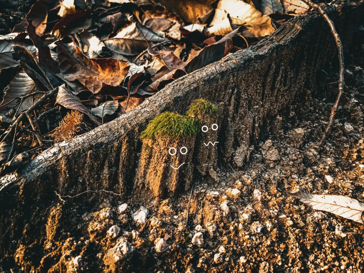 安静的小苔藓