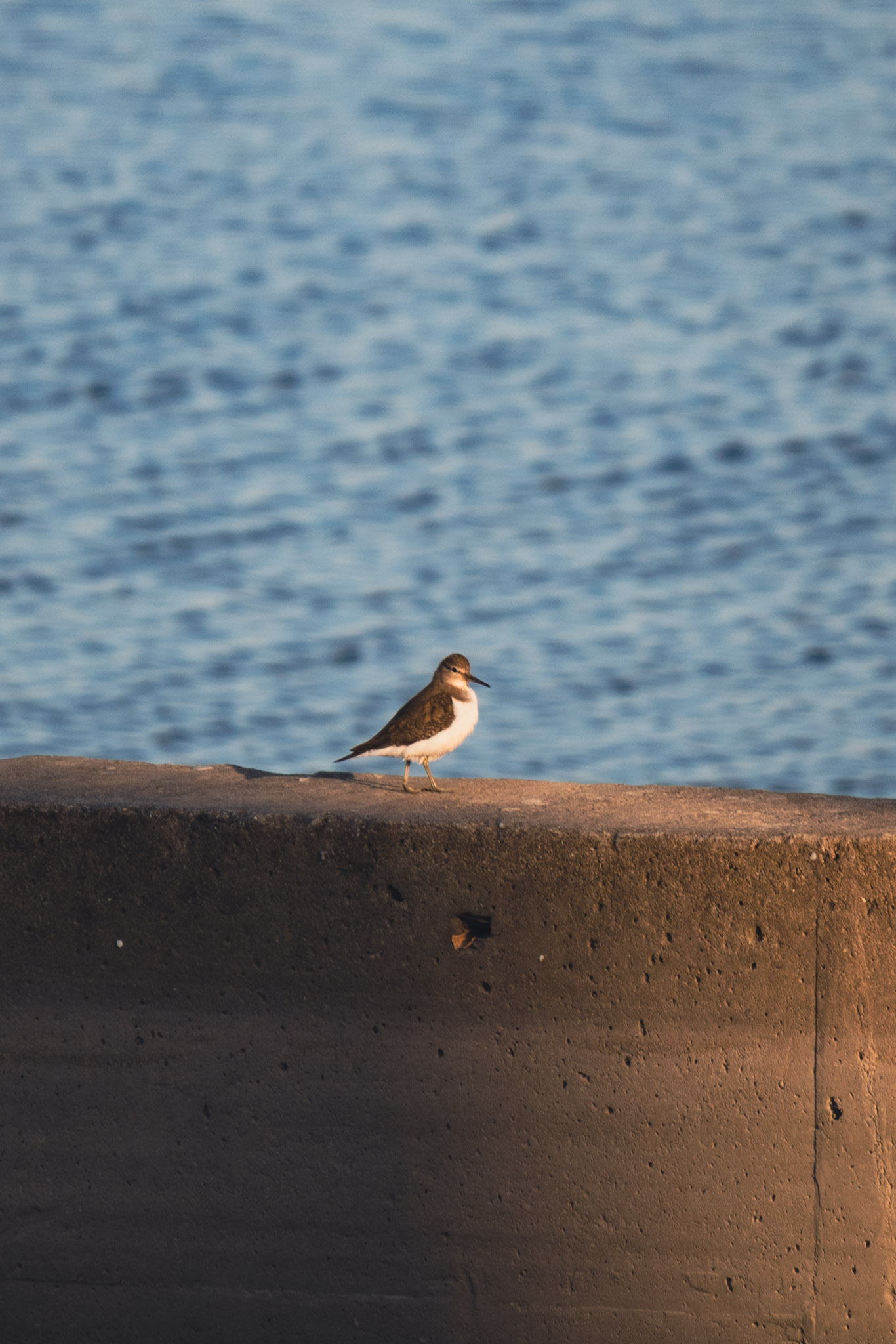 观草木虫鱼鸟兽